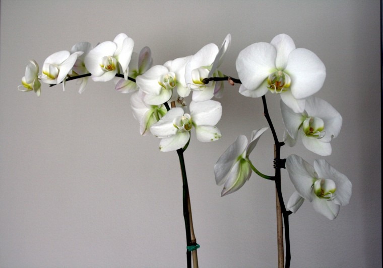 [orchids%2520-%2520Copy%255B12%255D.jpg]
