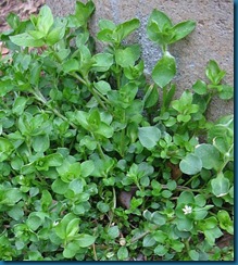 chickweed2