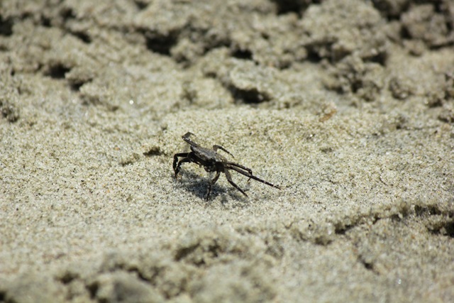 Crabs (1 of 1)