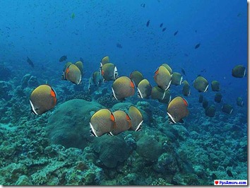 australia barrera coralina (28)