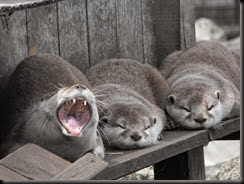 Otter Yawning