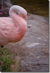 aviary25