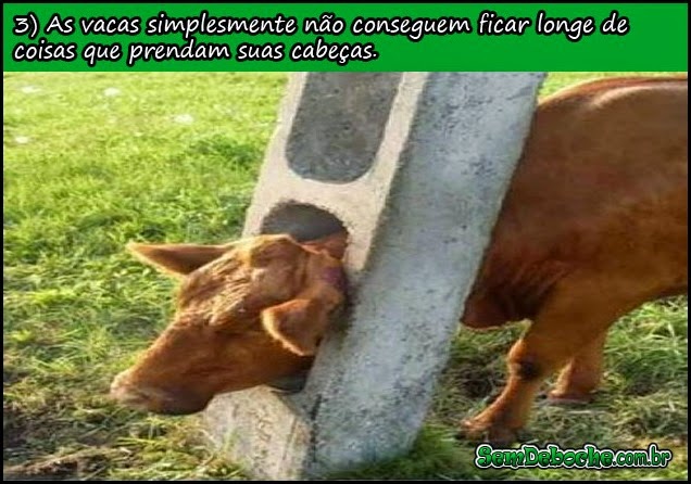 VACA LOCA! VACA LOCA!