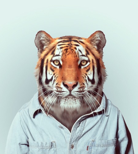 [animais%2520roupas%2520humanas%2520-%2520Tigre%255B3%255D.jpg]