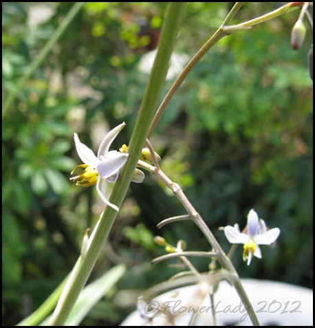 01-24-flax-lily