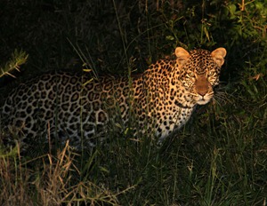 Leopard sighting in Lake Mburo National Park, Uganda