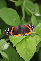 Red Admiral