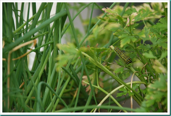 caterpillar 2