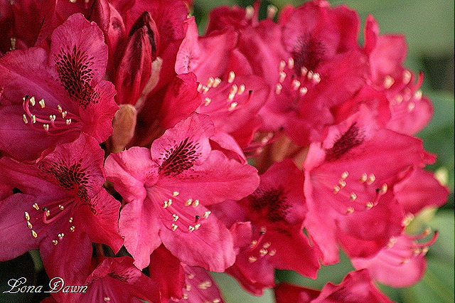 [Rhododendron_Red2%255B12%255D.jpg]