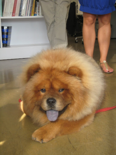 I seem to be a very popular pooch and if my estimation is correct, a crowd will begin to gather soon.