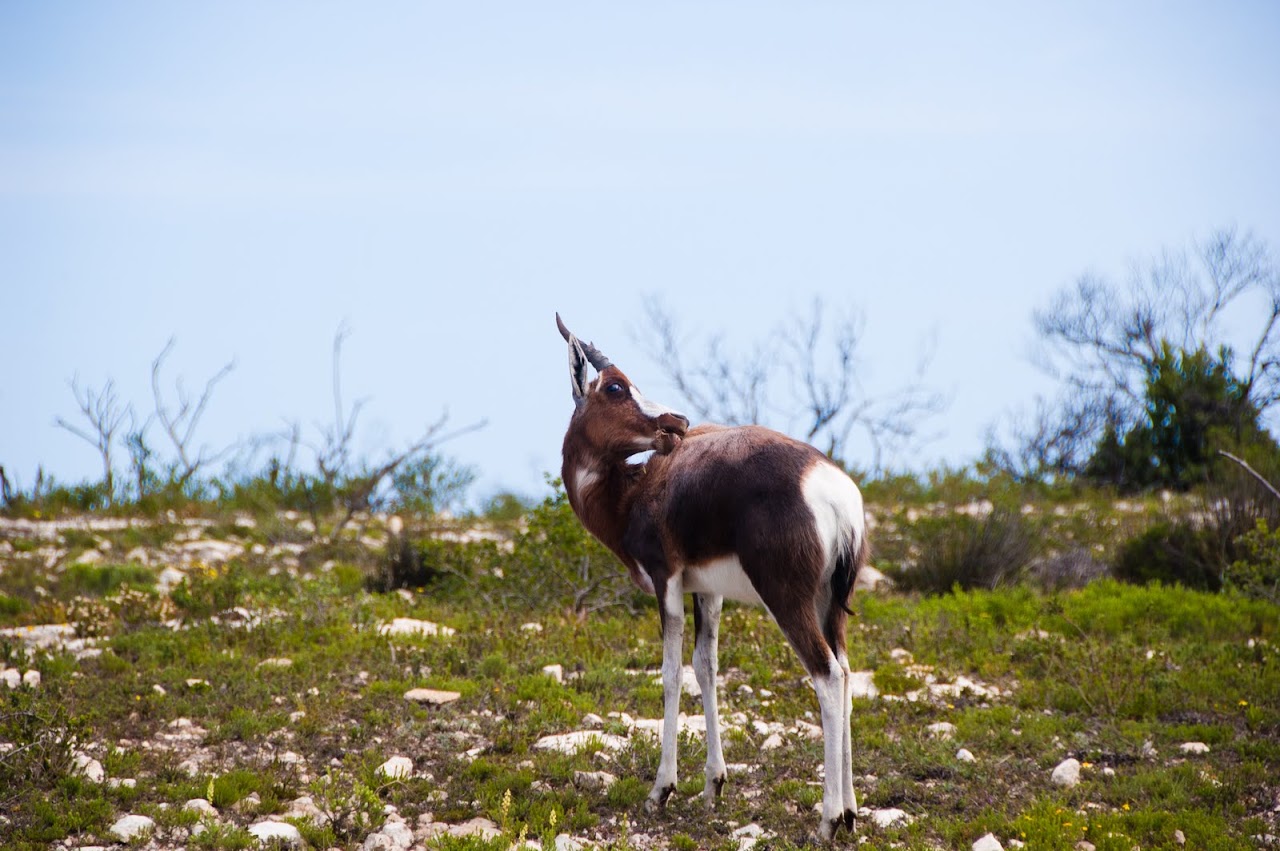 Bontebok