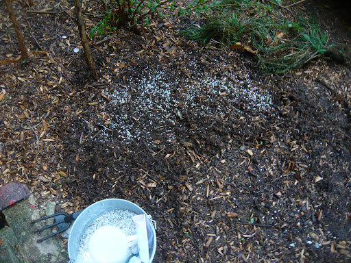 So, here's the method: a hand cultivator for opening up the soil surface, scattering the seed in exactly where I THINK I'd like the flower of choice, topped with sharp grit to wick away water and help hold the seed steady. Done.