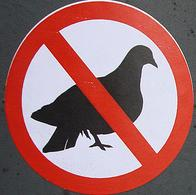 [no%2520pigeons%2520allowed.png]