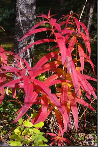 Colourful fireweed