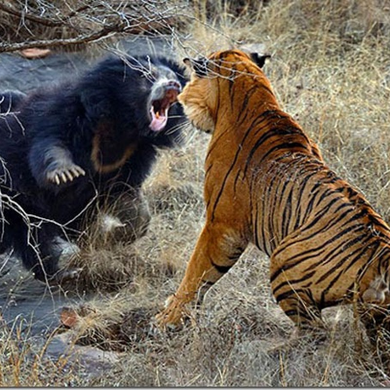 15 sensacionais fotografias de luta entre animais