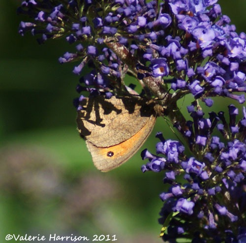 [Meadow-Brown%2520%25283%2529%255B2%255D.jpg]
