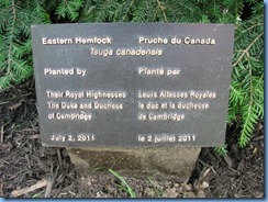 6474 Ottawa 1 Sussex Dr - Rideau Hall - eastern hemlock planted by Their Royal Highnesses The Duke and Duchess of Cambridge (Prince William & Catherine) 6474 Ottawa 1 Sussex Dr - Rideau Hall - eastern hemlock planted by Their Royal Highnesses The Duke and Duchess of Cambridge (Prince William & Catherine)