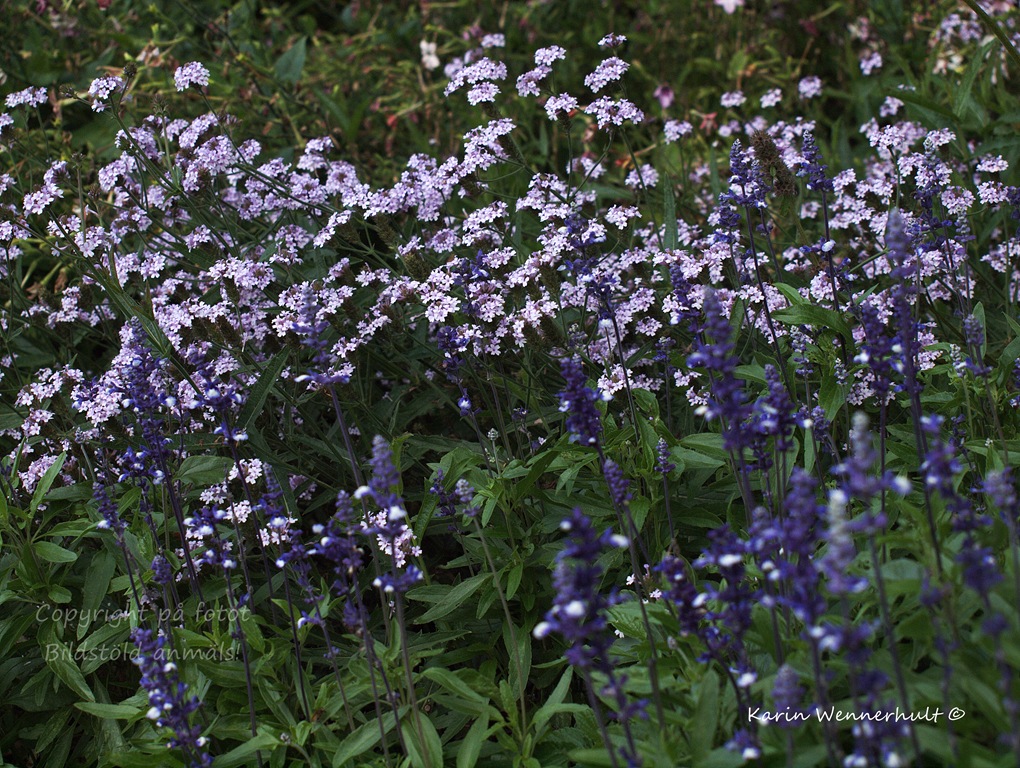 [Ljuslilaobl%25C3%25A5blommor%255B3%255D.jpg]