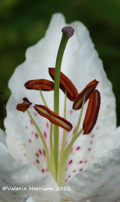 [lily%255B2%255D.jpg]
