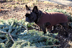 Composting in Winter