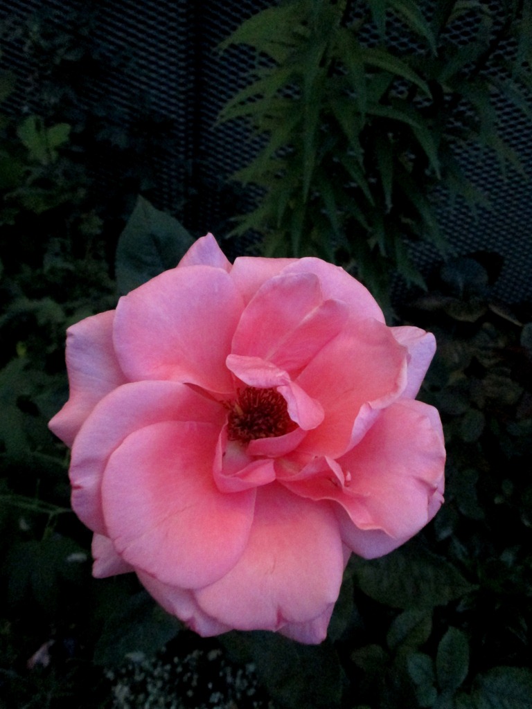 [IMG_1657%255B5%255D.jpg]