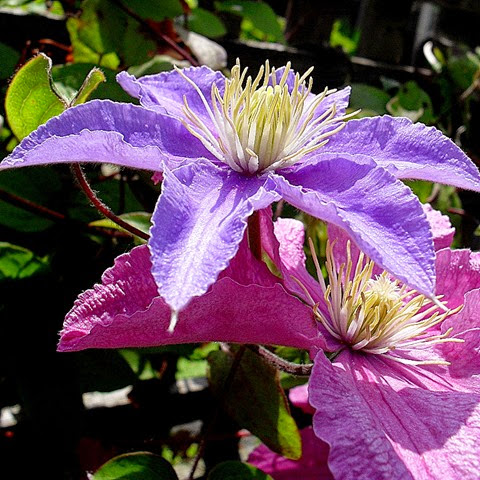 clematis - justa and comtesse du bouchard