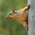 Squirrels