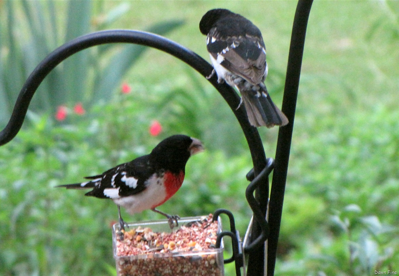 [Birds-and-flowers_0728.jpg]
