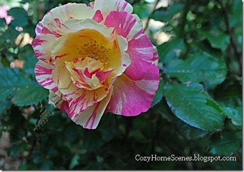 Garden Yellow Rose 5
