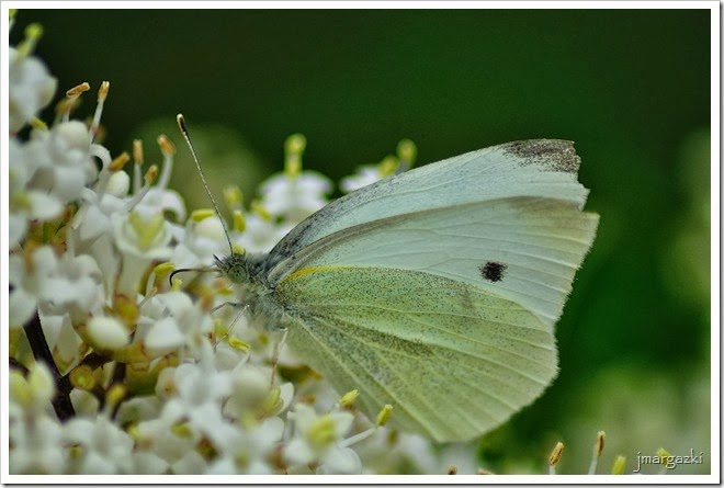 DSC_7454 DSC_7454