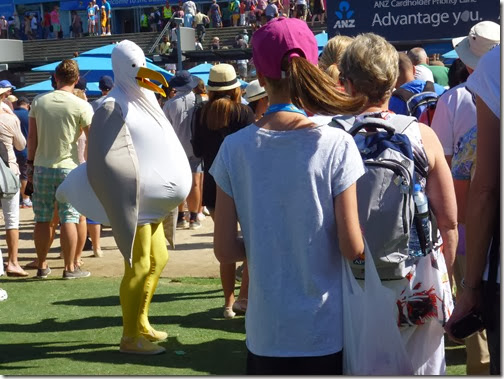 a sea gull a sea gull