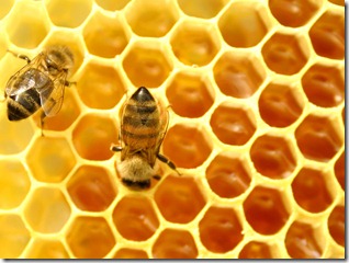 1342003278_honey-arab-bees 1342003278_honey-arab-bees