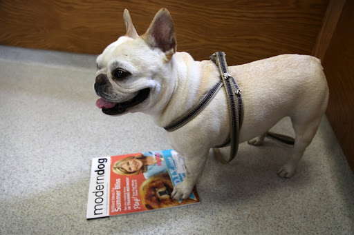I'll stay in the waiting room and read this new issue of Modern Dog magazine until she's done.  G.K. looks great on the cover with Martha and I'm featured inside!
http://www.moderndogmagazine.com/features/what-would-martha-do
