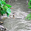 Black Crowned Night Heron
