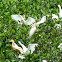 Cattle Egret nesting 