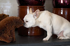 Hello, Mr. Hedgehog!  You're very lifelike!