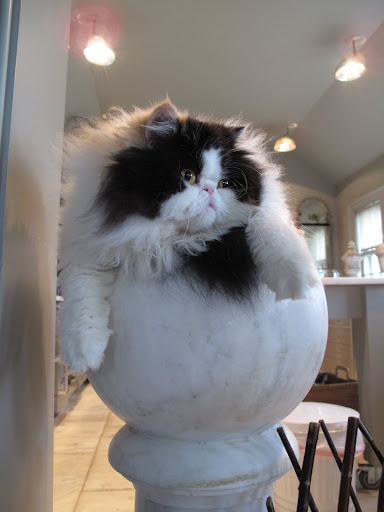 Just look how Empress Tang is slinking around to see if we are sleeping.  She looks full of mischief!