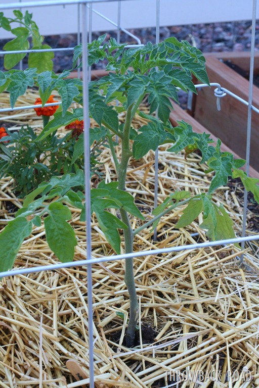 [computer%2520was%2520broken%252C%2520garden%2520pics%2520078%255B5%255D.jpg]