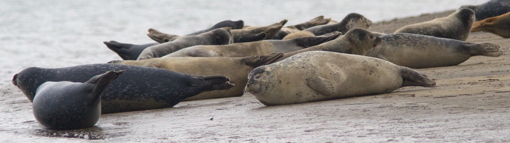 [12_02_04_sandwich_commonseal080%255B5%255D.jpg]