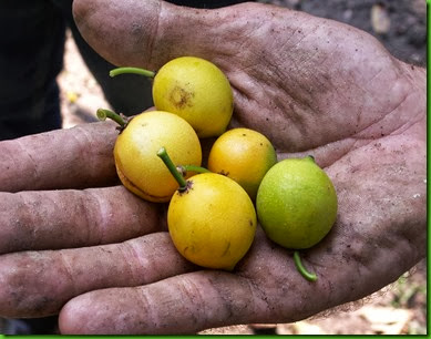 Garcinia brasiliensis S Garcinia brasiliensis S