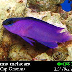 Gramma_melacara.jpg