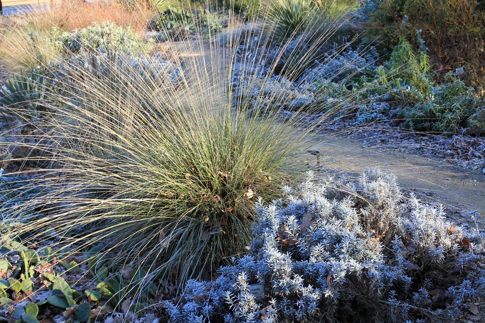 [130117_UCDA_Lavandula-England-%252B-Muhlenbergia-dubia_01%255B8%255D.jpg]