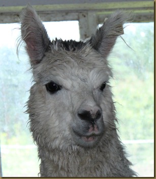 The grey male. Not well sheared, but still beautiful