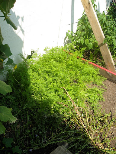 A recent planting of carrots shows evidence of succession sowing, one of the scoring categories. This garden is a strong contender for best vegetable garden!