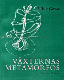 Vaexternas_metamorfos300