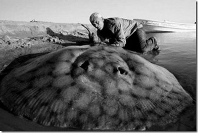 mantarraya gigante de agua dulce