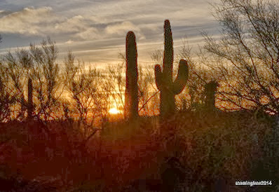 Cactus at sunset