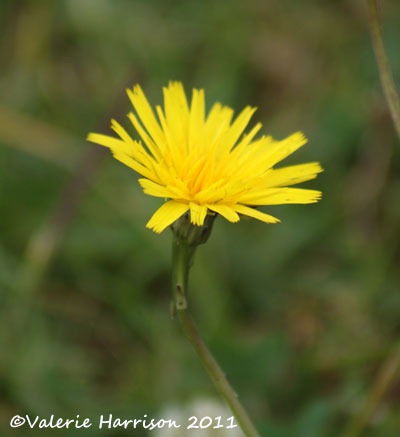 [26-hawkweed%255B2%255D.jpg]