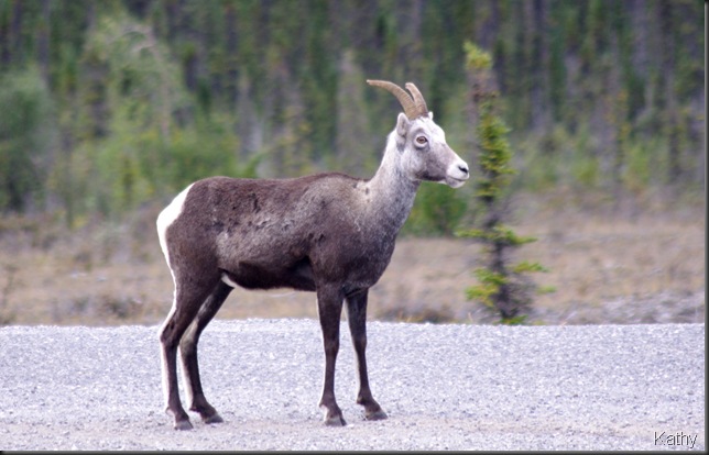 Stone Sheep Ewe