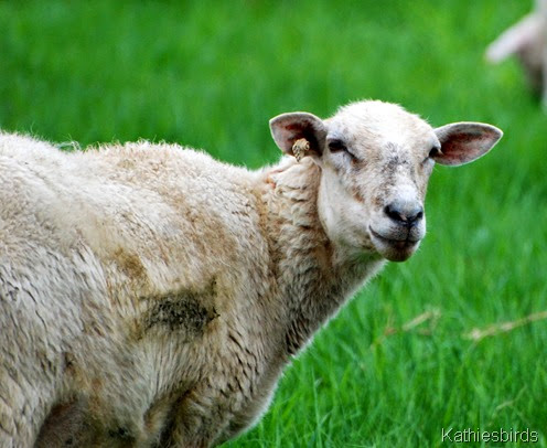 12. sheep-kab